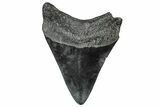 Bargain, Fossil Megalodon Tooth - South Carolina #297512-1